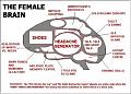 Female Brain.JPG