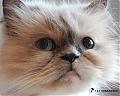 kitty.jpg