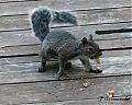 squirk.jpg
