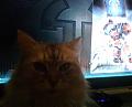 cat.JPG