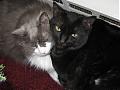 Cats 001.jpg