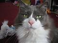 Cats 005.jpg
