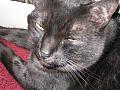Cats 007.jpg