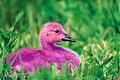 PurpleDuck3.jpg