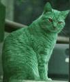 GreenCat.jpeg